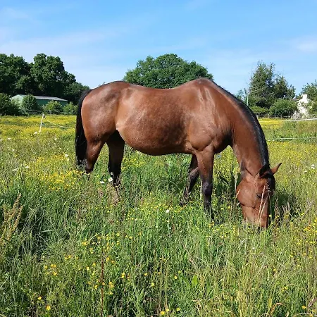 Nature Et Climatise Entre Nantes Et Rennes - Le Poney Rouge